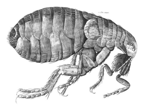 Hooke's Flea Micrographia