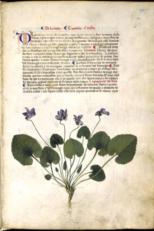 Violet_plant_-_Carrara_Herbal_(c.1400),_f.94_-_BL_Egerton_MS_2020